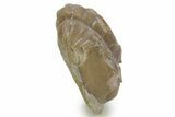 Bargain, Enrolled Subasaphus Laticaudatus Trilobite - Russia #363102-2